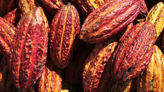 The Nutritional Intelligence Of Cacao