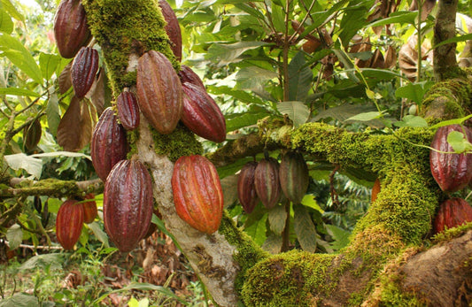 Cacao as a Living System: How The Regenerative Model Supports Quechua Farmers in San Martín