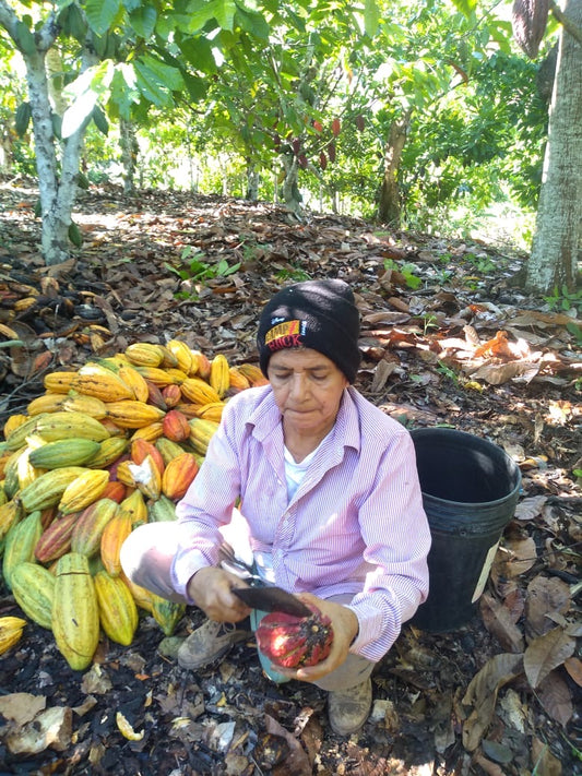 Cloud Forest Cacao : Testing, Transparency, and the Purity of San Martín Criollo Cacao